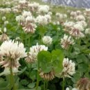 네잎클로버 이미지