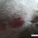 벳케어 동물병원 이미지