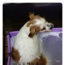 복실이 PC 이미지