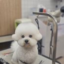 동그리펫살롱 이미지