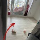 C0125 | 보아르 포스 제품-D14 저소음 진공 무선청소기 가성비 제품 솔직한 후기