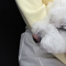 애견카페 펍 곰곰 이미지