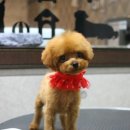 망고네 펫 살롱 이미지