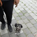 도그피아 애견 훈련 학교 | [평촌 강아지방문훈련]교감 행동교정 전문가 권영웅 훈련사 ‘프래들 애견학교’ 훈련 후기