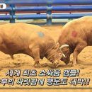 소싸움 중앙일보