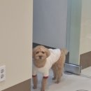 스무살의꿈 동물병원 이미지