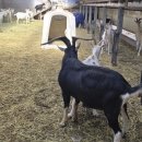 태백산목장 네이버블로그