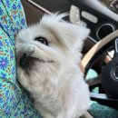 리리네 펫살롱 이미지