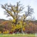 수곡용계로(길안면) 이미지