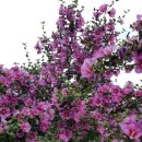 무궁화사 이미지