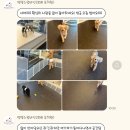 멍텔스컴바인 | [거짓없는 솔직리뷰] 순천 강아지유치원 멍텔스컴바인