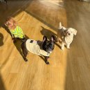 어썸 강아지 호텔 & 목욕 이미지