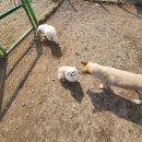 토리두두 이미지