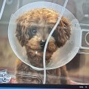 고덕24시 동물병원 이미지