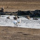 제주하도 이미지