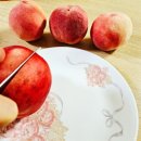 신선농원 | 딱딱이 복숭아 후기 정담아농원 택배로 받아본 신선함 그대로