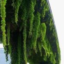 수직의 정원 이미지