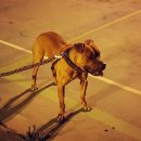 우리집 첫째 이미지