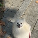 광진동물의료센터 | 🐶 광진동물의료센터 국가지원 광견병 접종 후기 💉