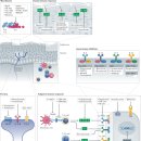 Re: 아토피 약물 기전 2021년 NATURE REVIEW 이미지