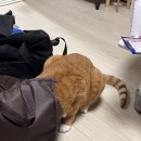 호화로이