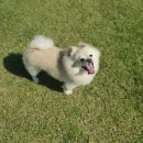 개들랜드 이미지