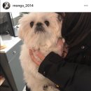 멍이랑몽이 미용 네이버블로그