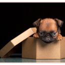 헬로우 독 이미지