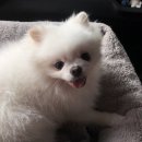 어라운드펫인힐탑테마파크 | [부산 정관 애견카페 추천] 애견운동장이 있는 어라운드펫 정관신도시점(+기장어라운드펫 후기/비교)