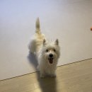 바오펫살롱 이미지