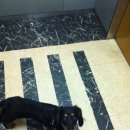 댕이의하루 이미지