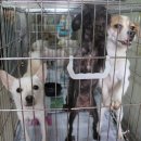 창원시 동물보호센터 동물병원 이미지