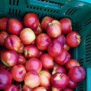 신선3호 이미지