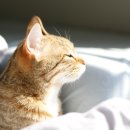 라온반려동물병원 이미지