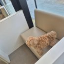 수성동물병원 | 대구 수성구 지산.범물 "목련동물병원" 건강검진 내돈내산 후기