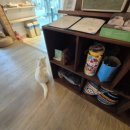 강아지랑 고양이 이미지