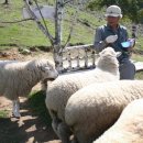 보람목장 이미지