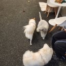 힙독 애견카페 | 신상 애견카페 매일 새벽 2시까지 하는 마이힙독 애견카페 ( 엄빠 퇴근하고 놀자 ) 늦게까지 하는 애견카페