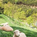 평화목장2 이미지