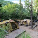 소나무숲아래 이미지