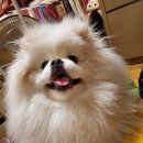 J@야니스타일 이미지