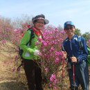 제215회 평일낮걷기(4월16일,화)가현산진달래꽃길걷기 이미지