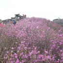 여수 영취산 진달래와 꽃전의 유래 이미지