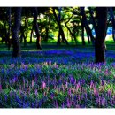 숲속의향기 이미지