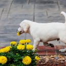 강아지보호구역 이미지