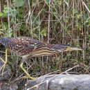 해오라기 이미지