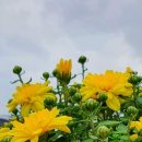 순천새미래약국 이미지