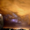 나무와새 이미지