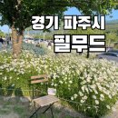 [파주 카페] 필무드 | 데이지 만개 | 마장호수 카페 | 주말 오후 웨이팅 | 메뉴, 주차