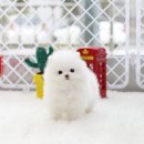 화이트포메라니안 이미지